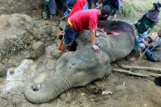 Sakit, Gajah Neneng Mati di Kebun Binatang Medan