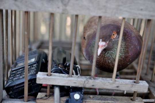 Melatih Burung Merpati Kolongan