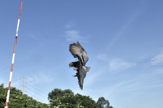 Melatih Burung Merpati Kolongan