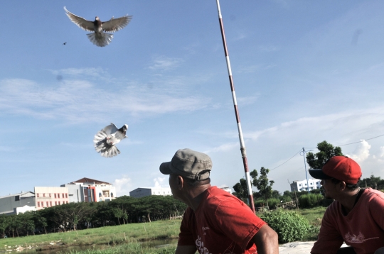 Melatih Burung Merpati Kolongan