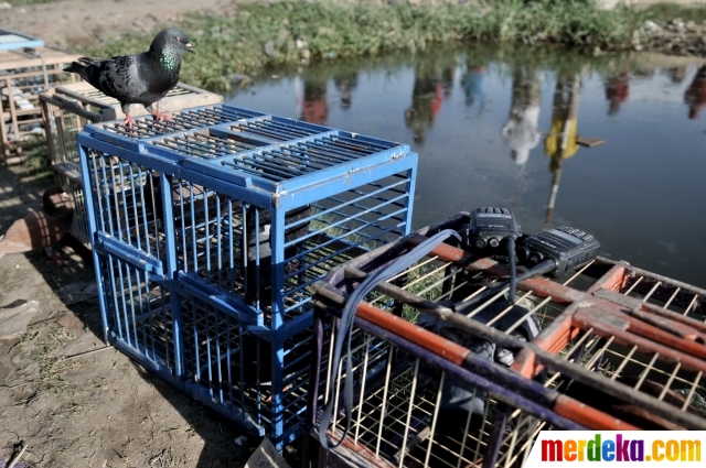 Foto Melatih Burung Merpati Kolongan Merdeka Com Foto Melatih Burung Merpati Kolongan Merdeka Com