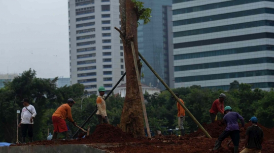 Puluhan Pohon Besar Kembali Ditanam di Taman Monas