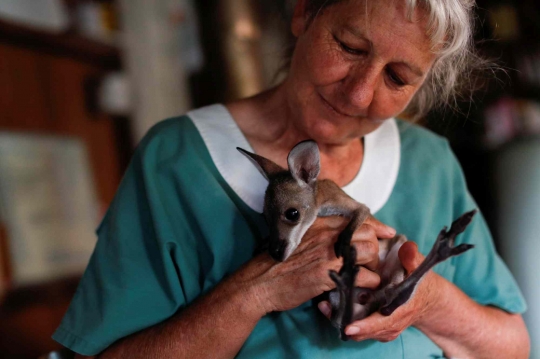 Kisah Nenek Merawat Anak-anak Kanguru Korban Kebakaran Hutan di Australia
