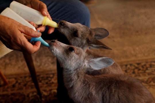 Kisah Nenek Merawat Anak-anak Kanguru Korban Kebakaran Hutan di Australia