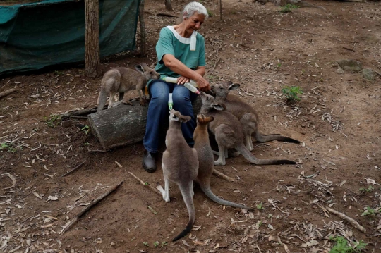 Kisah Nenek Merawat Anak-anak Kanguru Korban Kebakaran Hutan di Australia