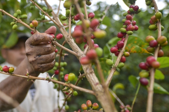 Mencicipi Geisha, Kopi Termahal di Dunia