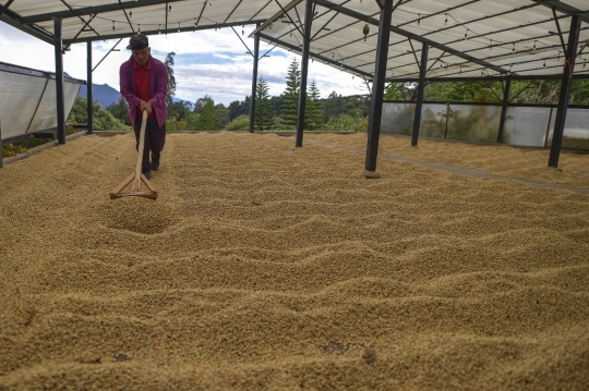 Mencicipi Geisha, Kopi Termahal di Dunia