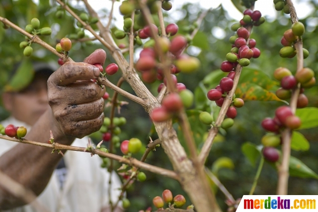 10 kalung berlian termahal di dunia Foto Mencicipi Geisha Kopi Termahal di Dunia merdeka com