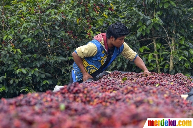 10 kalung berlian termahal di dunia Foto Mencicipi Geisha Kopi Termahal di Dunia merdeka com