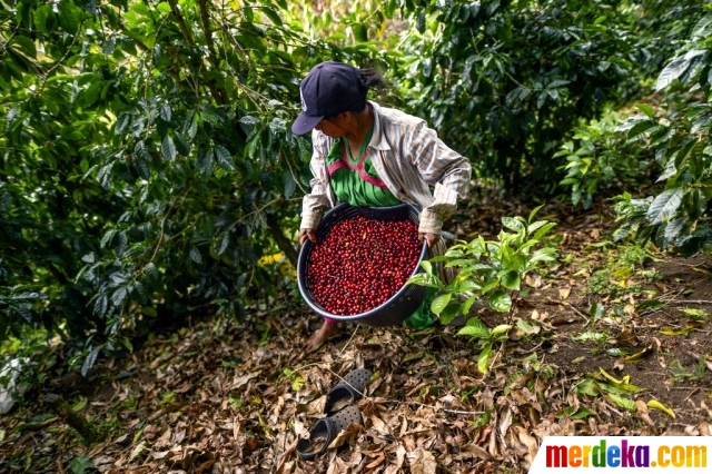 10 kalung berlian termahal di dunia Foto Mencicipi Geisha Kopi Termahal di Dunia merdeka com