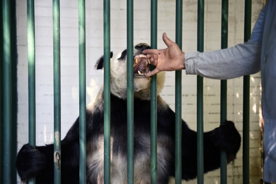 Melihat Jenis Panda Raksasa Tertua dan Satu-satunya di Dunia