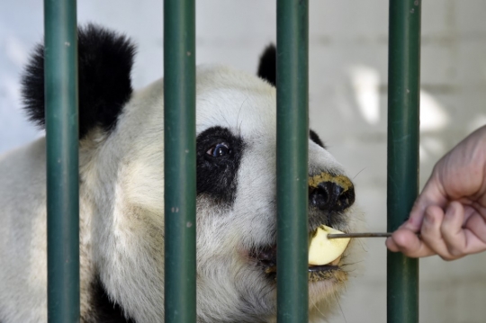 Melihat Jenis Panda Raksasa Tertua dan Satu-satunya di Dunia