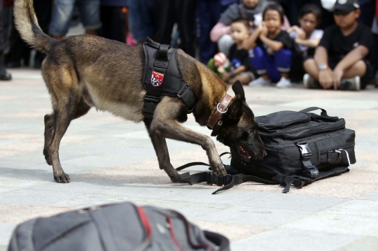 Aksi Anjing Pelacak Deteksi Bahan Peledak di Tas