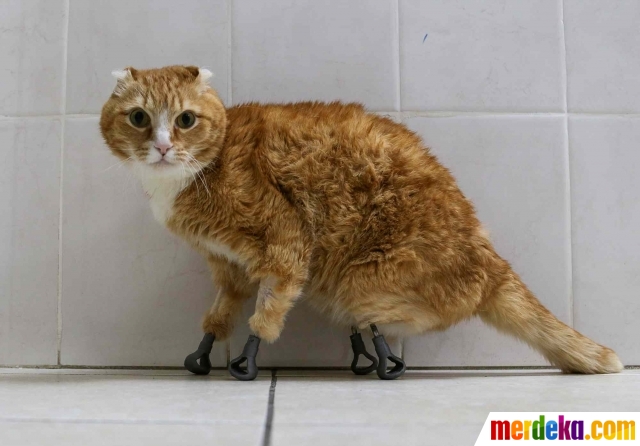 Foto Ryzhik Kucing Rusia Berkaki Titanium Merdeka Com