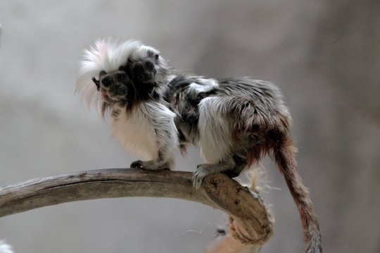 Lucunya Tamarin, Monyet Mungil Berambut Kapas yang Terancam Punah