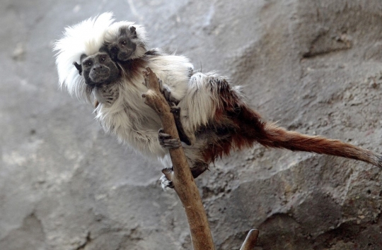 Lucunya Tamarin, Monyet Mungil Berambut Kapas yang Terancam Punah