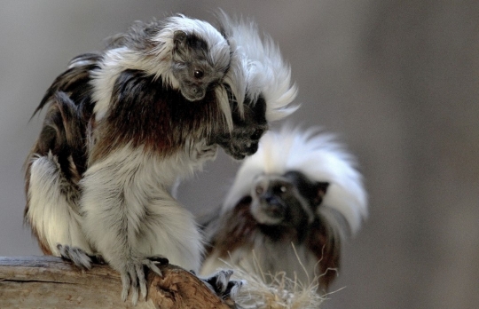 Lucunya Tamarin, Monyet Mungil Berambut Kapas yang Terancam Punah