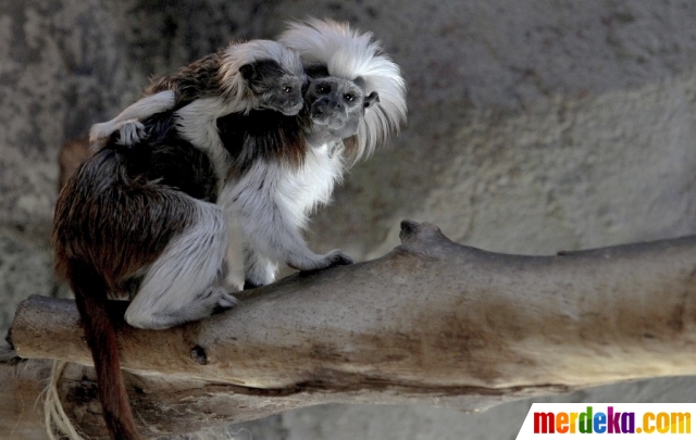 Foto Monyet Foto Lucunya Tamarin Monyet Mungil Berambut Kapas yang 