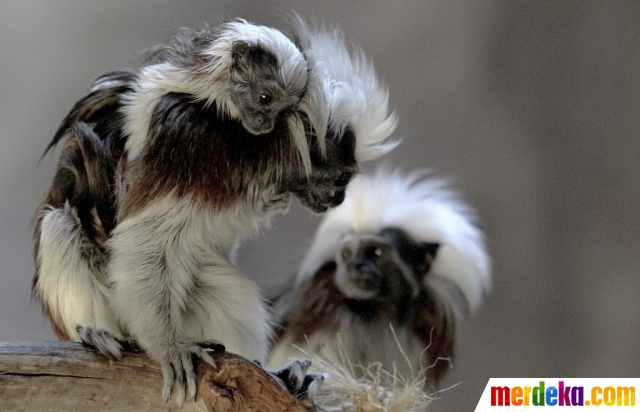 Foto Monyet Foto Lucunya Tamarin Monyet Mungil Berambut Kapas yang 