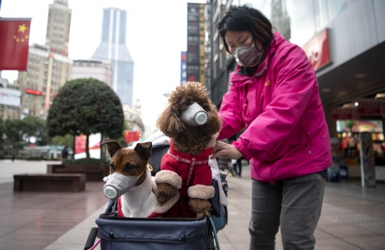 Ketika Anjing di China Pakai Masker untuk Hindari Virus Corona