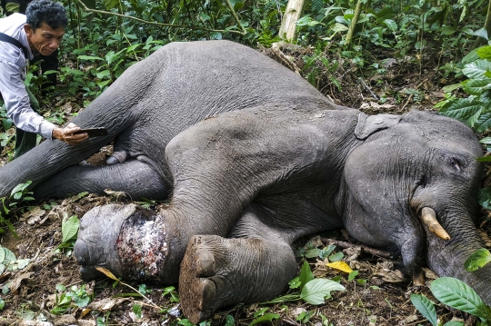 Penyelamatan Gajah Sumatera dari Jerat Pemburu di Hutan Aceh