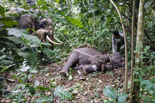 Penyelamatan Gajah Sumatera dari Jerat Pemburu di Hutan Aceh