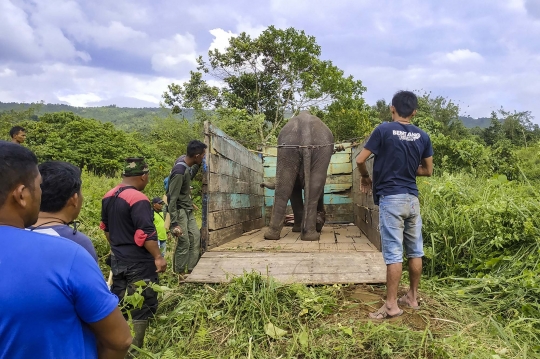 Penyelamatan Gajah Sumatera dari Jerat Pemburu di Hutan Aceh