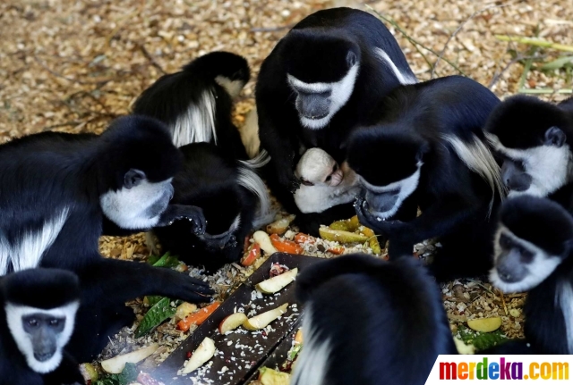 Foto Lucunya Bayi Monyet Guereza Yang Langka Di Praha Merdeka Com