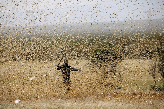 Kenya Dilanda Serangan Ribuan Belalang