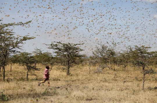 Kenya Dilanda Serangan Ribuan Belalang