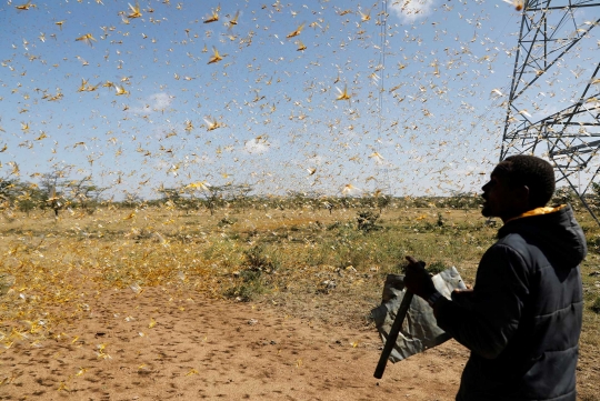 Kenya Dilanda Serangan Ribuan Belalang