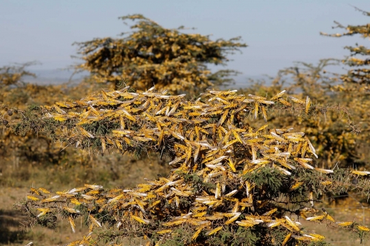 Kenya Dilanda Serangan Ribuan Belalang