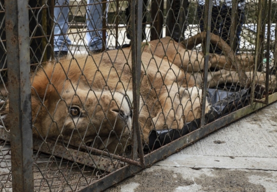 Penyelamatan Singa Kekurangan Gizi di Kolombia