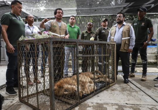 Penyelamatan Singa Kekurangan Gizi di Kolombia