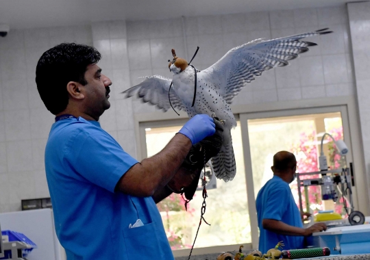 Mengunjungi Rumah Sakit Elang Terbesar Dunia di Abu Dhabi