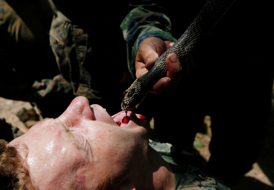 Aksi Ekstrem Marinir AS Minum Darah Ular