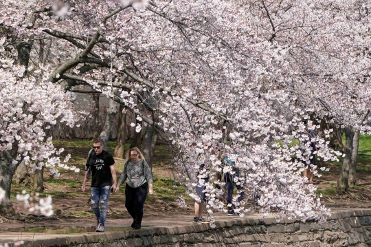 Menikmati Rindangnya Sakura di Washington