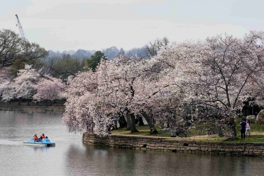 Menikmati Rindangnya Sakura di Washington
