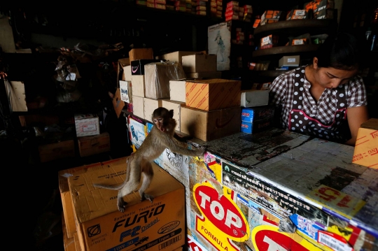 Nestapa Ratusan Monyet di Thailand Kelaparan karena Turis Sepi