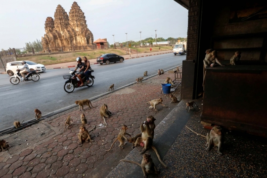 Nestapa Ratusan Monyet di Thailand Kelaparan karena Turis Sepi