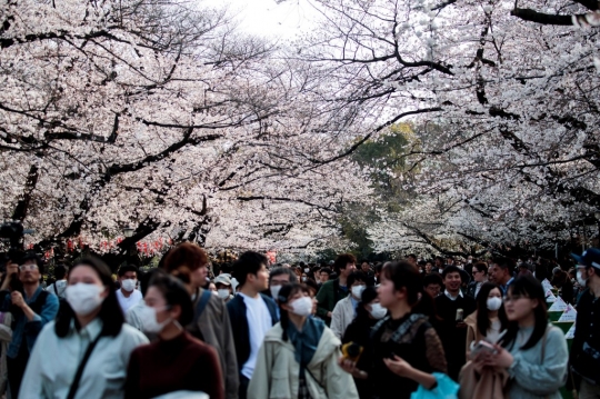 Menikmati Indahnya Bunga Sakura di Tengah Intaian Covid-19