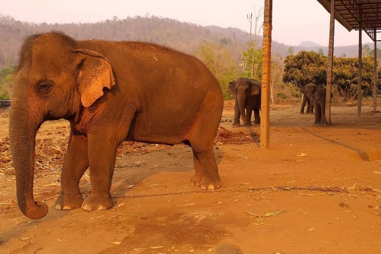 Nestapa Gajah-Gajah Wisata Thailand Hidup Kelaparan