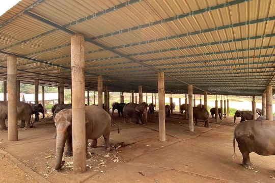 Nestapa Gajah-Gajah Wisata Thailand Hidup Kelaparan