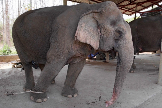 Nestapa Gajah-Gajah Wisata Thailand Hidup Kelaparan