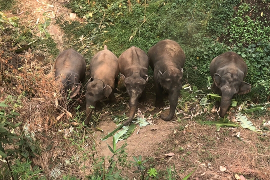 Nestapa Gajah-Gajah Wisata Thailand Hidup Kelaparan