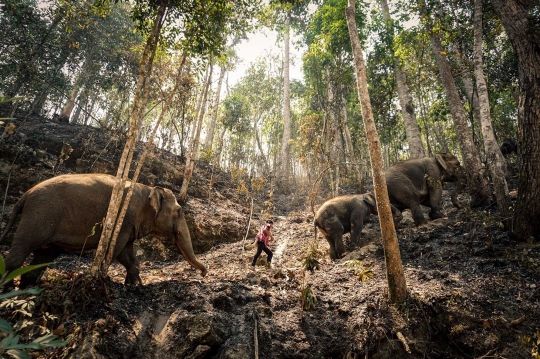 Nestapa Gajah-Gajah Wisata Thailand Hidup Kelaparan