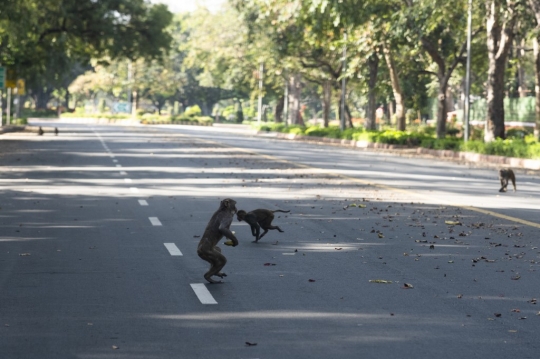 Di Tengah Lockdown India, Monyet-monyet Bebas Berkeliaran di Jalan