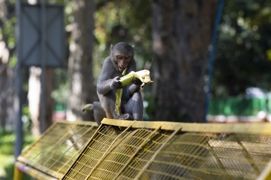 Di Tengah Lockdown India, Monyet-monyet Bebas Berkeliaran di Jalan