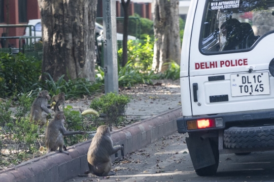 Di Tengah Lockdown India, Monyet-monyet Bebas Berkeliaran di Jalan