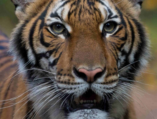 Foto Harimau yang Positif Corona di Kebun Binatang New York